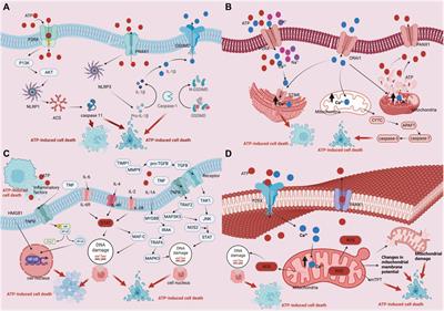 ATP-induced cell death: a novel hypothesis for osteoporosis